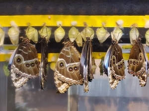 Emerged Morphs. The Strong, Rochester, New York.