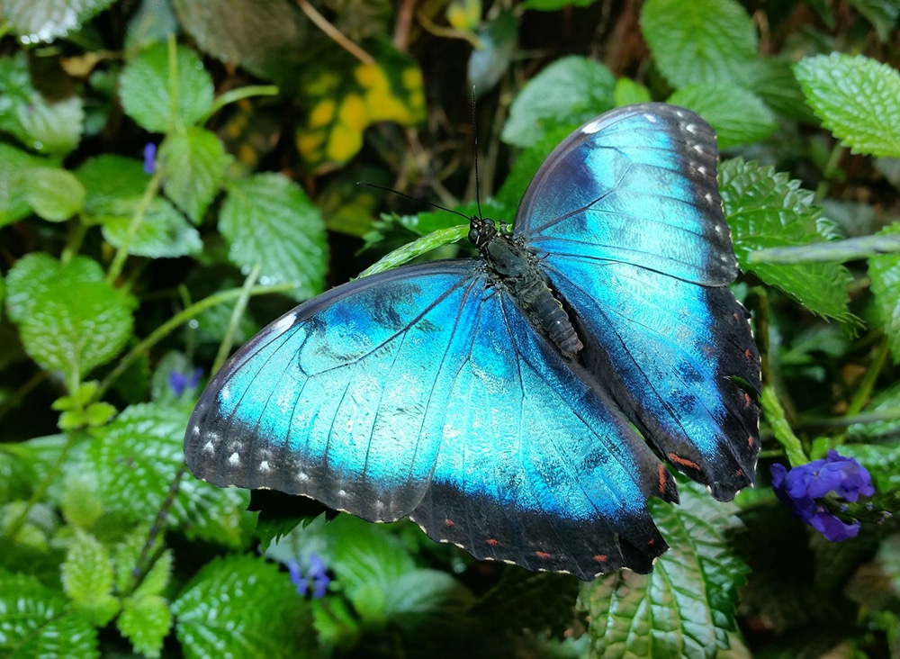 blue morpho butterfly